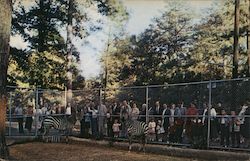 Birmingham Zoo Zebras Postcard