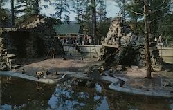 Spider Monkeys at Jimmy Morgan Zoo Postcard