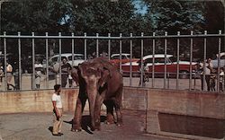 Elephant in Roger Williams Park Postcard