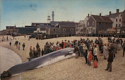 Large Finback Whale Provincetown, MA Postcard Postcard Postcard