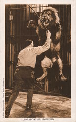 Lion Show - St. Louis Zoo Postcard