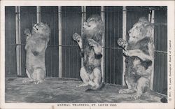 Animal Training, St. Louis Zoo Postcard