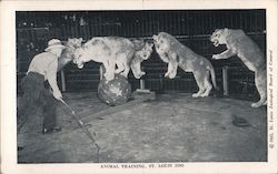 Animal Training, St. Louis Zoo Postcard