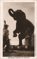 Performing Elephant, St. Louis Zoo Missouri Postcard Postcard Postcard