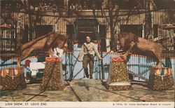 Lion Show, St. Louis Zoo Postcard