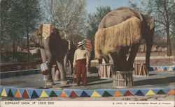 Elephant Show, St. Louis Zoo Postcard