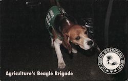 Agriculture's Beagle Brigade - Los Angeles International Airport Postcard