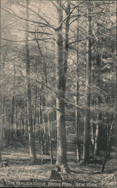 The Hemlock Grove, Bronx Park New York City