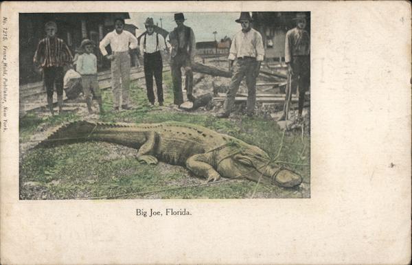 Big Joe Florida Alligators