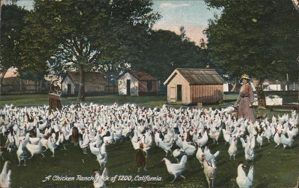 A Chicken Ranch pack of 1200 Petaluma California