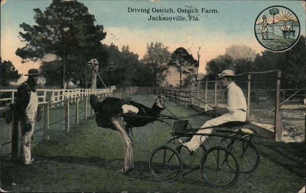 Driving Ostrich at the Ostrich Farm Jacksonville Florida