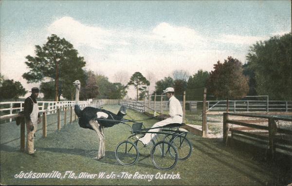 Oliver W. Jr. - The Racing Ostrich Jacksonville Florida