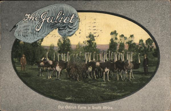 The Juliet - Ostrich Plume Sale New York