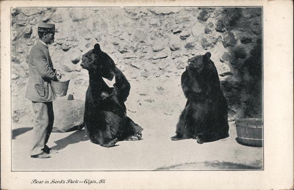 Bear in Lord's Park Elgin Illinois