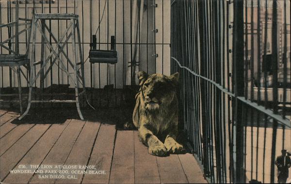 Lion at Wonderland park Zoo San Diego California