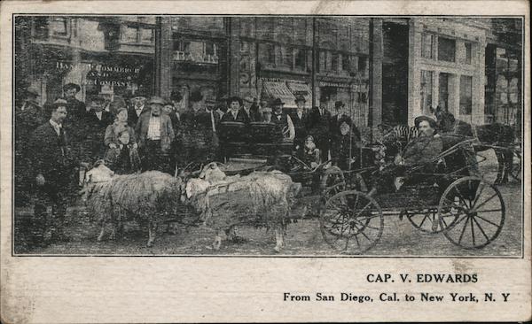Cap. V. Edwards - being pulled in a cart by sheep