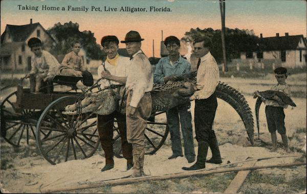 Taking home a family pet, live alligator St. Petersburg Florida