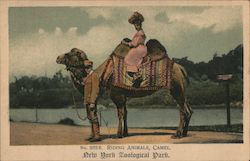 Riding Camels at New York Zoological Park Postcard