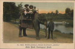 Riding Animals, Indian Elephant "Gunda" Postcard