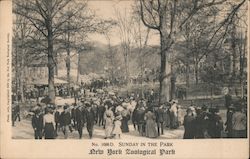 Sunday In The Park, New York Zoological Park Postcard
