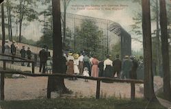 Watching the Slumsy and Comical Bears Postcard