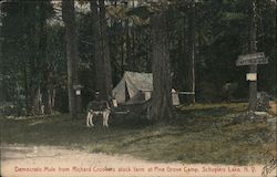 Democratic Mule from Richard Crooker's Stock Farm at Pine Grove Camp Schuyler Lake, NY Postcard Postcard Postcard