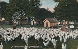 A Chicken Ranch Flock Of 1200 Petaluma, CA Chickens Postcard Postcard Postcard