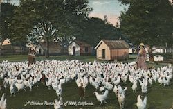 A Chicken Ranch pack of 1200 Postcard