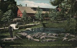Feeding the Alligators at the California Alligator Farm Los Angeles, CA Postcard Postcard Postcard