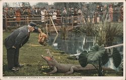 Chicken Dinner, California Alligator Farm Los Angeles, CA Alligators Postcard Postcard Postcard