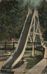 Alligator Shooting the Chutes at the Gator Farm and Marine Museum Postcard