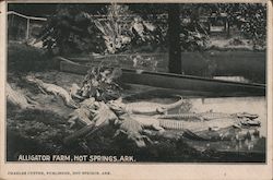 Alligator Farm Postcard