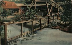 Alligator Farm Postcard