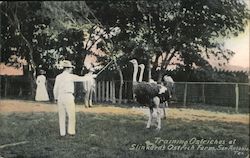 Training Ostriches at Slinkards Ostrich Farm Postcard