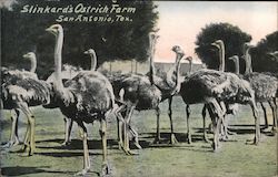 Slinkard's Ostrich Farm San Antonio, TX Nat Postcard Postcard Postcard