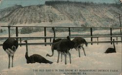 Old Birds in the Snow at Bloosmburg Ostrich Farm Postcard