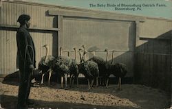 The Baby Birds of Bloomsburg Ostrich Farm Postcard