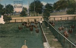 Ostrich Farm Euclid Beach Postcard