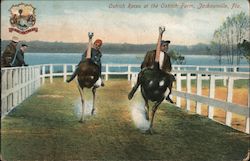 Ostrich races Postcard