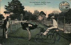 Driving Ostrich at the Ostrich Farm Postcard