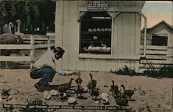 Baby Ostriches Just Hatched, Florida Ostrich Farm Jacksonville, FL Postcard Postcard Postcard