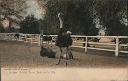 Ostrich Farm Jacksonville, FL Postcard Postcard Postcard