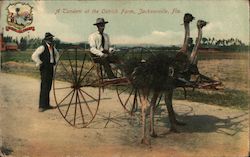 A Tandem at the Ostrich Farm Postcard