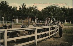 Dinner Hour, Ostrich Farm Postcard