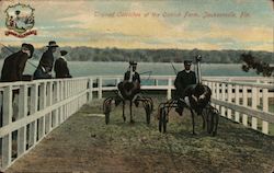 Trained Ostriches at the Ostrich Farm Jacksonville, FL Postcard Postcard Postcard