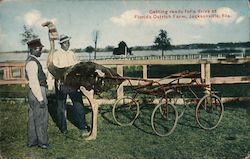 Getting ready for a drive at Florida Ostrich Farm, Jacksonville, Fla. Postcard