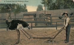 Trained Ostrich Pulling a Plow Ostriches Postcard Postcard Postcard