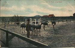 Ostrich Farm Long Beach, CA Postcard Postcard Postcard