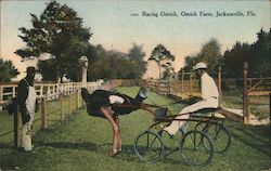 Racing Ostrich, Ostrich Farm Jacksonville, FL Postcard Postcard Postcard