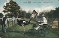 Racing Ostrich on an Ostrich Farm Postcard